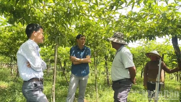 Mở hướng đi mới cho nông nghiệp bền vững ở xã Anh Dũng, Khánh Hòa
