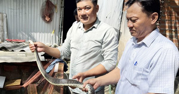 Mở hướng làm giàu từ cua đinh và rắn ri cá