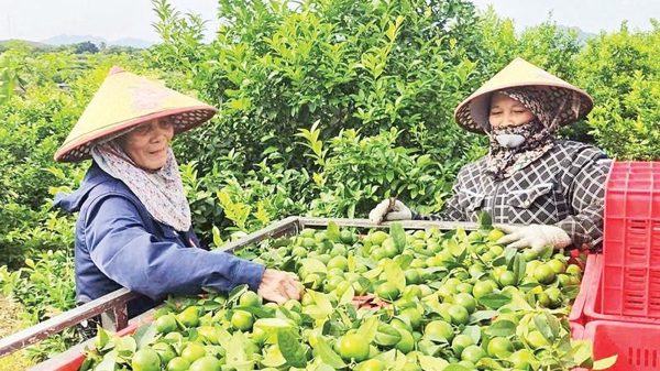 Mở hướng, nâng tầm giá trị nông sản