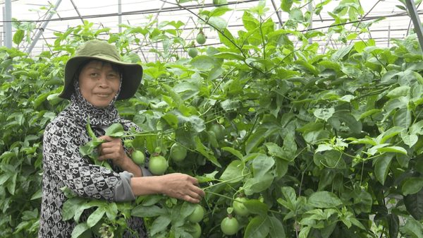 Mở lối cho nông nghiệp tích hợp với dịch vụ