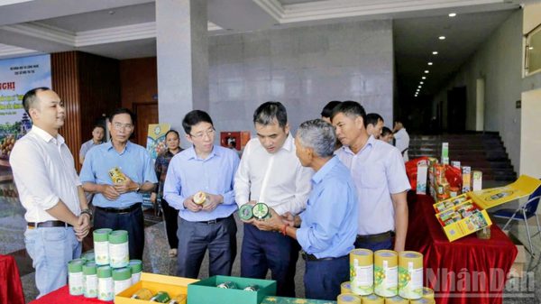 Mở rộng chỉ dẫn địa lý nhãn lồng Hưng Yên thêm 900ha