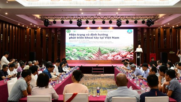 Mở rộng liên kết giúp phát triển bền vững cây khoai tây