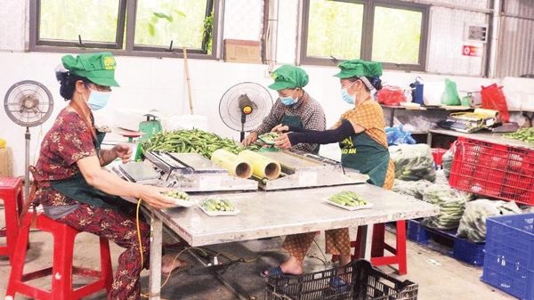 Mở rộng liên kết trong sản xuất nông nghiệp