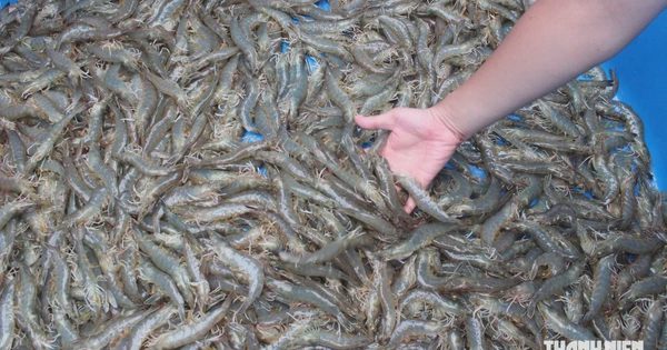 'Mỏ vàng' vỏ tôm đang bị lãng phí