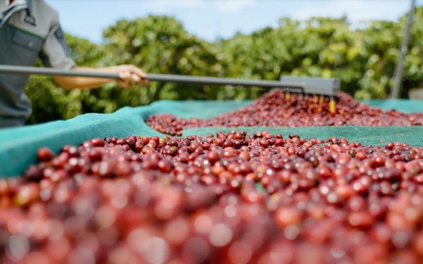 Mời bạn đọc tham gia diễn đàn ‘Làm gì để cà phê Robusta Việt thoát vai 'làm nền'?’