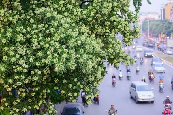 Mỗi tuyến phố Hà Nội sẽ có loài cây chủ đạo