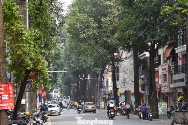 Mỗi tuyến phố Hà Nội sẽ có loài cây xanh chủ đạo