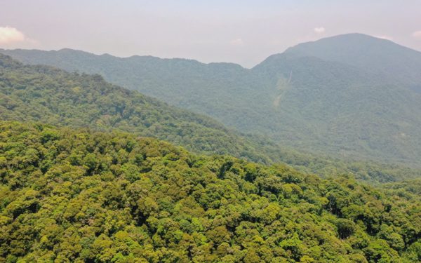 Một doanh nghiệp đề xuất dự án 1.200ha trồng sâm Ngọc Linh trên núi cao ở Đà Nẵng