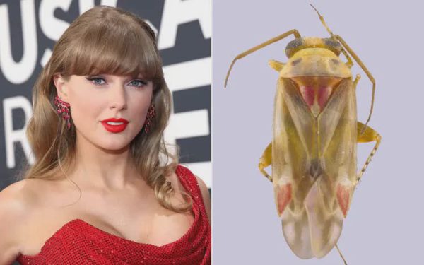 Một loài côn trùng mới được đặt tên theo Taylor Swift