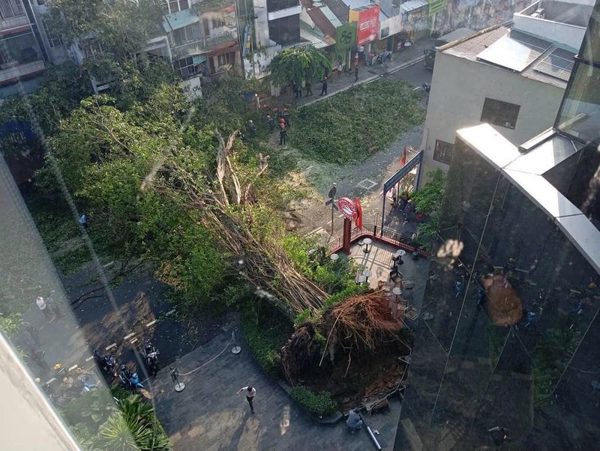 Một nam ca sĩ thoát chết trong gang tấc khi cây cổ thụ ở TPHCM đổ sập vào ô tô