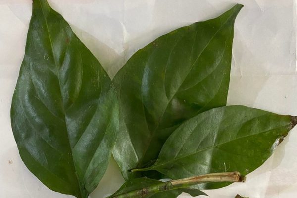 Một nữ sinh tử vong sau khi ăn lá ngón