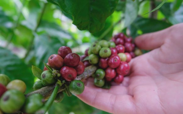 Một thế giới hương vị khác trong ly Robusta