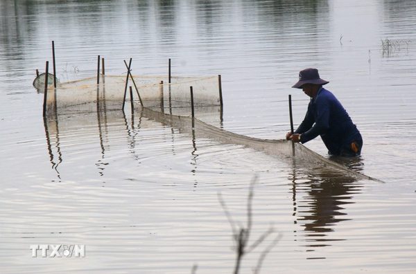 Mùa cá ruộng ngập lũ ở nhiều vùng quê Cần Thơ