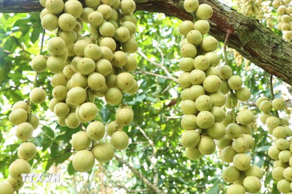 Mùa dâu Hạ Châu về trên những khu vườn ở Cần Thơ