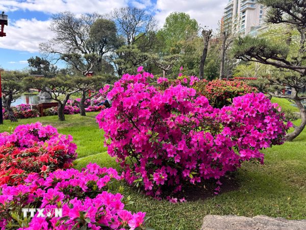 Mùa đỗ quyên rực rỡ giữa lòng Buenos Aires