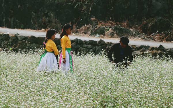 Mùa hoa tam giác mạch bắt đầu, Lô Lô Chải, Đồng Văn ‘cháy phòng’ ngày khai hội