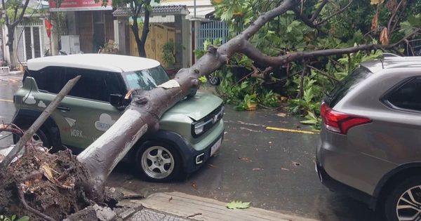 Mưa lớn kèm gió mạnh, cây xanh đổ đè lên xe ô tô ở Đà Nẵng