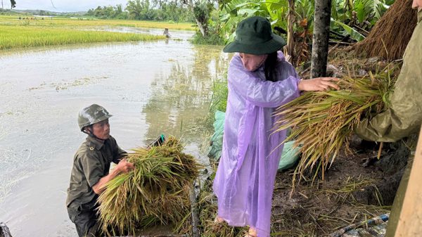 Mưa lớn kéo dài ở Đắk Lắk, sơ tán nhiều hộ dân, lúa ngập nặng