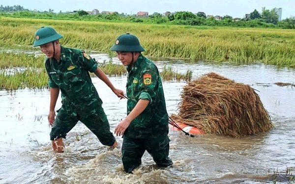 Mưa lớn, lúa nảy mầm, bộ đội xuống đồng cứu lúa giúp dân