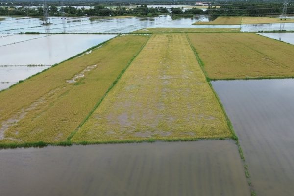 Mưa lớn nhấn chìm hơn 4.200 ha lúa