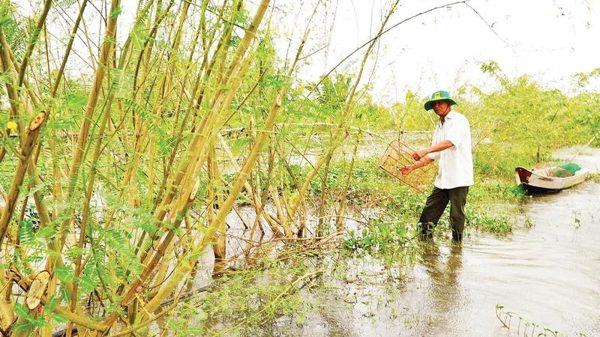 Mùa nước nổi cùng câu chuyện hạt lúa, cá đồng