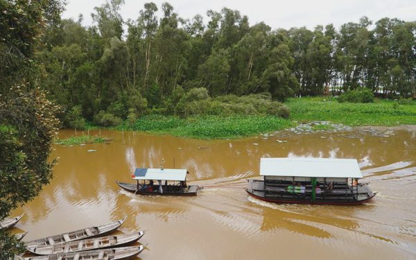Mùa nước nổi về Tràm Chim dỡ chà, hái rau rừng, ăn cá linh