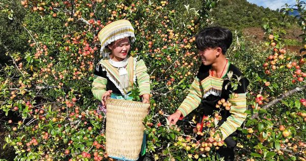 Mùa quả chín trên đỉnh trời Tây Bắc