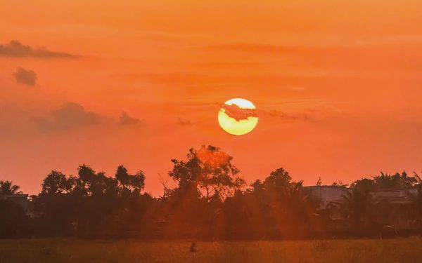 Mùa vàng rực rỡ bên cung đường Vành đai 3 đang dần lộ diện