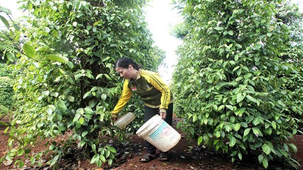 Mỹ và Trung Quốc dẫn đầu nhập khẩu hồ tiêu từ Việt Nam