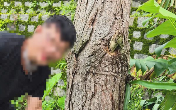Nam thanh niên quay video hướng dẫn 'giết' cây thông ở Đà Lạt, chính quyền 'ra tay'