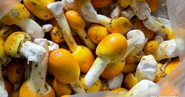 Nấm trứng gà là loại nấm gì, có ăn được không?