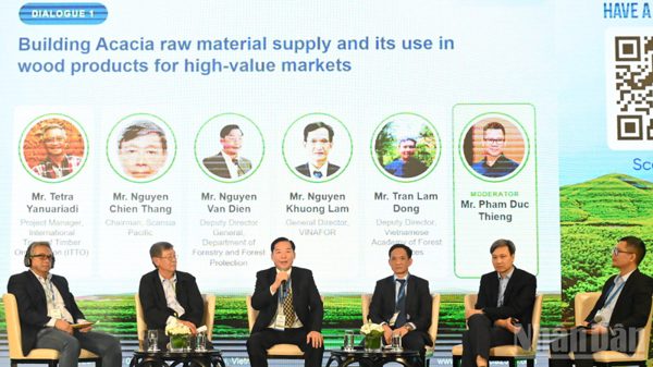 Nâng giá trị cây keo, phát triển rừng trồng bền vững