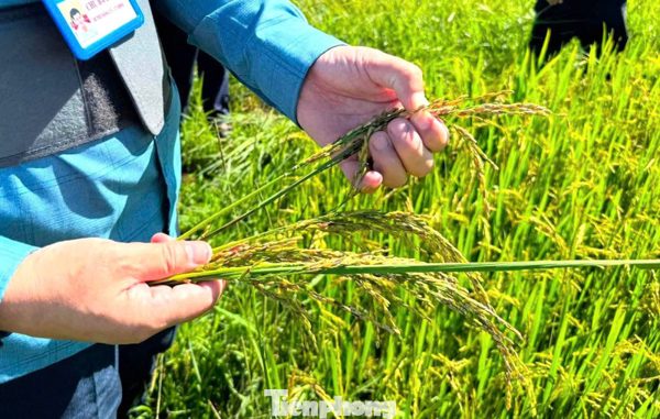 Nắng nóng rồi mưa lớn, hàng nghìn ha lúa hè thu ở Nghệ An 'không cúi đầu'