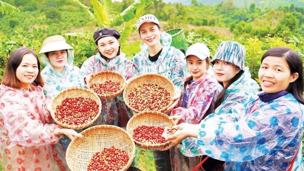 Nâng tầm giá trị sản phẩm cà-phê