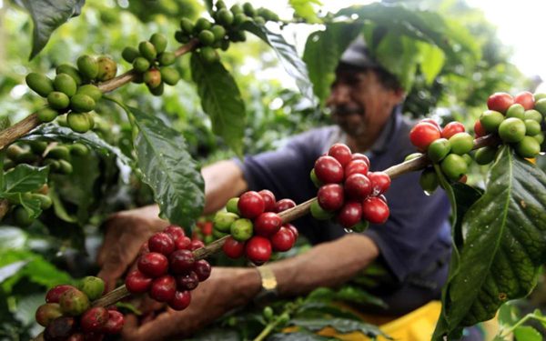 Nâng tầm Robusta Việt: phải bắt đầu từ niềm tin