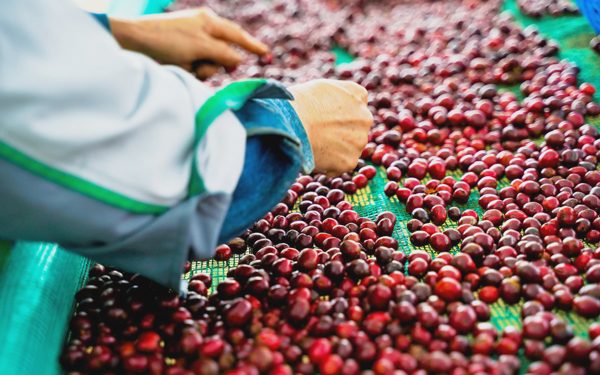 Nâng tầm Robusta Việt: Xây hạ tầng chung cho cả chuỗi, tại sao không?