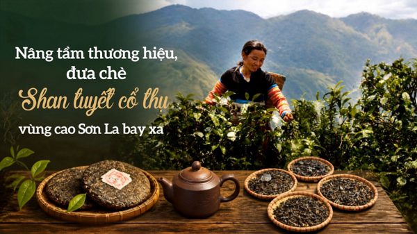 Nâng tầm thương hiệu, đưa chè Shan tuyết cổ thụ vùng cao Sơn La bay xa