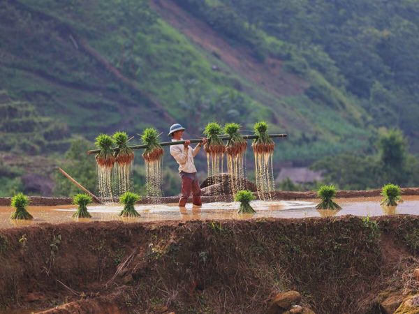 Nét đẹp Tây Bắc qua các bài dự thi 'Sống rực rỡ'