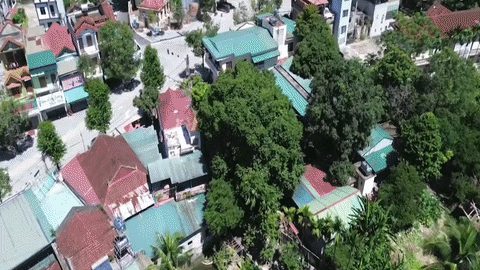 Ngắm cây thị cổ thụ 700 năm tuổi, thân ‘khủng’ ở Thanh Hóa