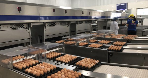 Ngân hàng rao bán bất động sản, máy móc của trứng gà Ba Huân