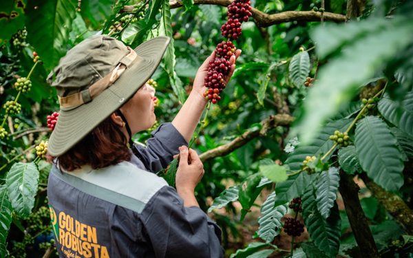 Ngành cà phê Việt tính chi 2 triệu USD cho chương trình quảng bá thương hiệu Robusta