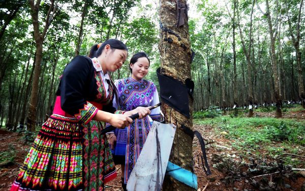 Ngành cao su Việt Nam qua 97 năm phát triển