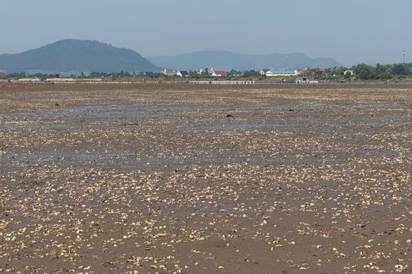 Ngao chết trắng bãi ở Thanh Hóa, người nuôi thiệt hại hơn 2.000 tấn