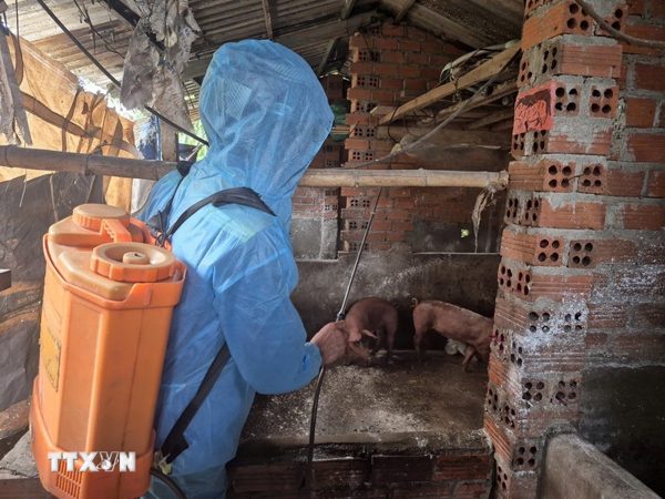 Nghệ An chấn chỉnh trong phòng, chống bệnh dịch tả lợn châu Phi