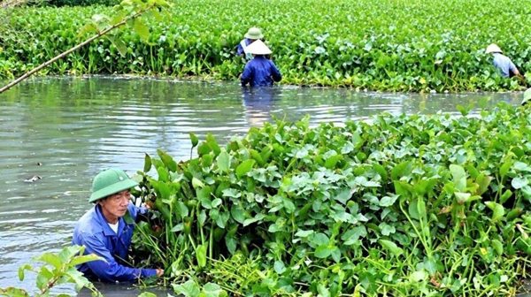 Nghệ An huy động nhân lực, phương tiện trục vớt bèo tây khơi thông dòng chảy