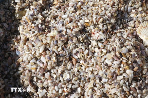 Nghề cào chằng chằng - sinh kế bình dị của ngư dân Mũi Né