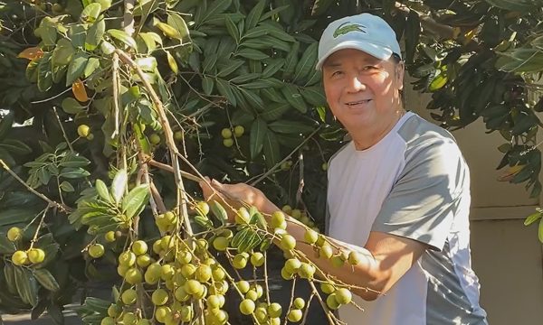 Nghệ sĩ Bảo Quốc hái trái cây trĩu cành tại Mỹ