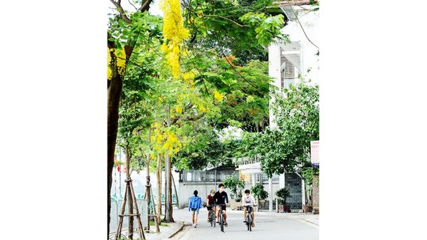 Nghĩ cây Hà Nội