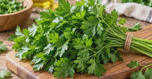 Ngò tây có gì đặc biệt mà được chú ý trong nghiên cứu về ung thư?