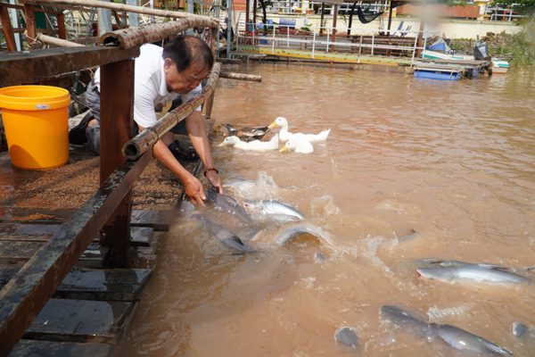 'Ngôi nhà' của đàn cá trên sông Tiền